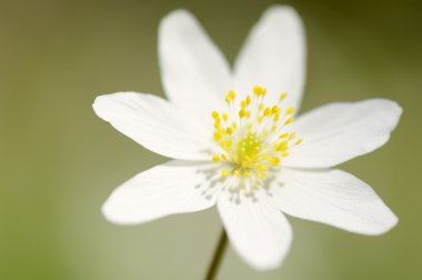 Ahşap anemone (Anemone nemorosa) yakından