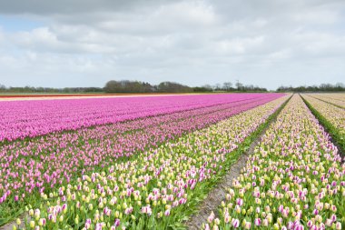 Lale alan farklı renklerde