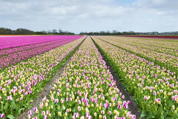 Campo de tulipán en diferentes colores —  Fotos de Stock