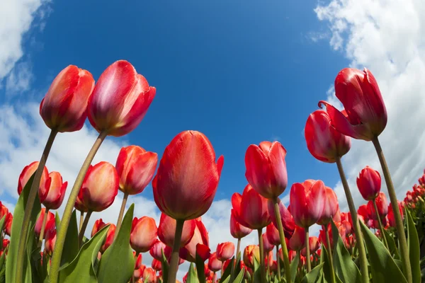 Tulip field close-up, — Stock Photo, Image