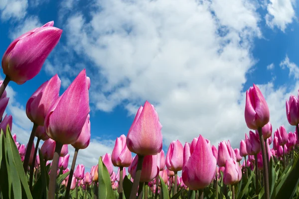 Tulp veld close-up, — Stockfoto