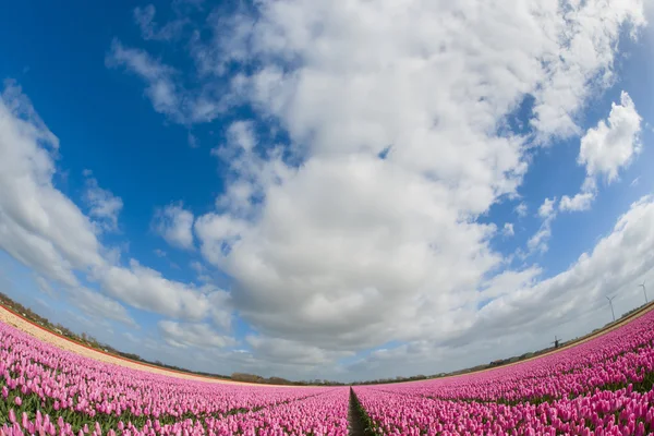 Vista de ojo de pez de un campo de tulipán — Foto de Stock