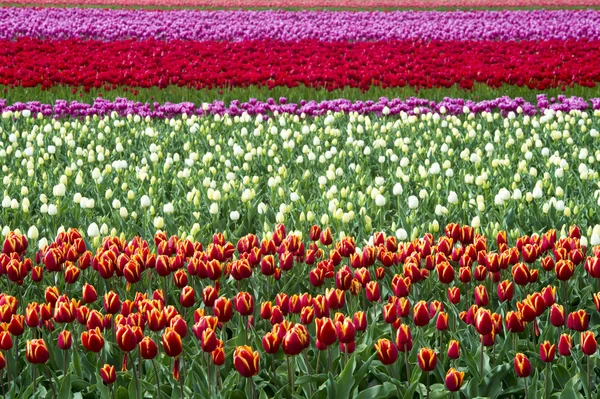 Campo de tulipán en diferentes colores —  Fotos de Stock