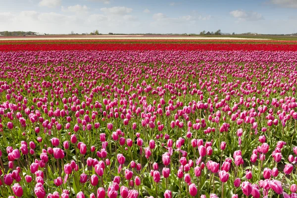 Tulp veld in verschillende kleuren — Stockfoto