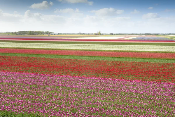 Tulipán mező, különböző színekben — Stock Fotó