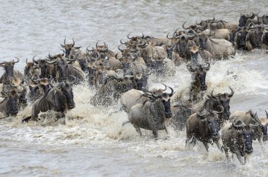 Wildebeest migration clipart