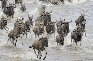 wildebeest göç