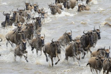 wildebeest göç