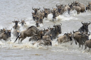 wildebeest göç