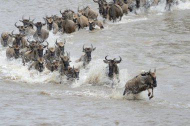 wildebeest göç