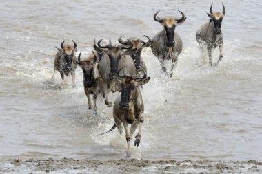 wildebeest göç