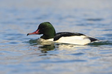 ortak merganser