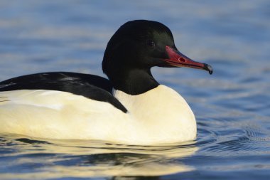 ortak merganser