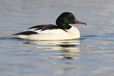 ortak merganser