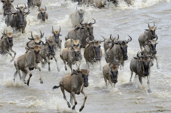 Wildebeest stéhování — Stock fotografie