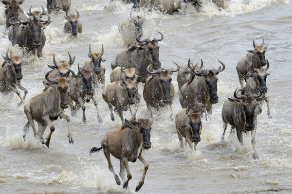 Wildebeest migration
