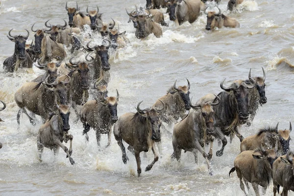 Wildebeest migration — Stock Photo, Image
