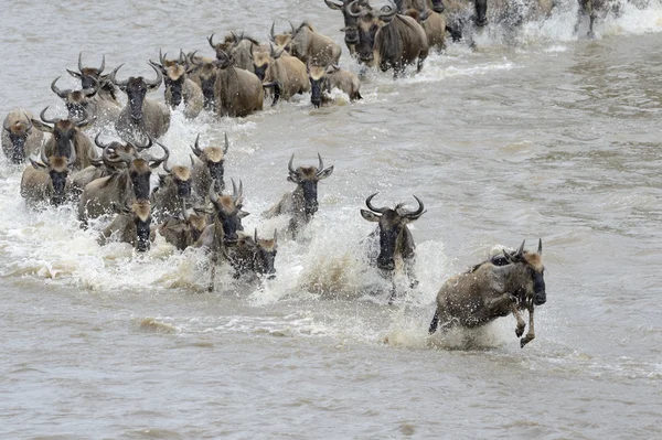 Gnus-Migration — Stockfoto