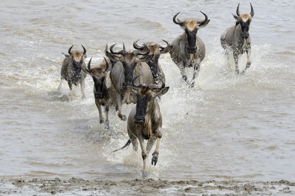 Gnoe migratie — Stockfoto