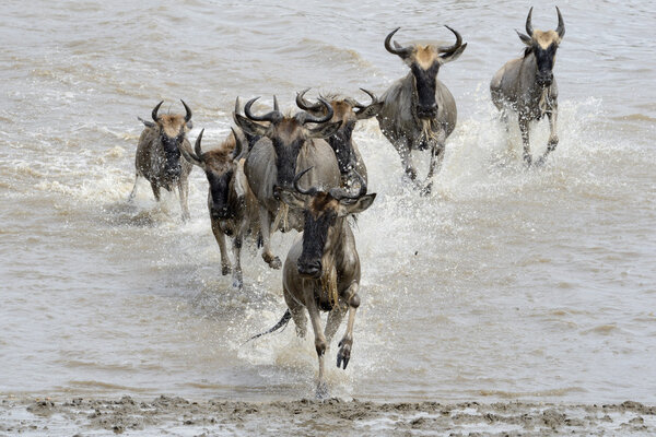 Wildebeest migration