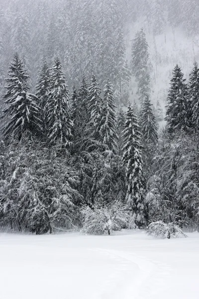 在白雪皑皑的丛林徒步旅行 — 图库照片