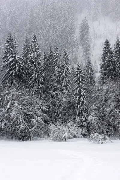 Hiking in snowy forest — Stock Photo, Image