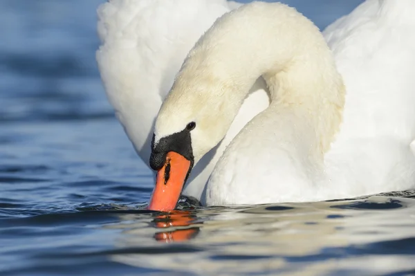 Knobbelzwaan — Stockfoto