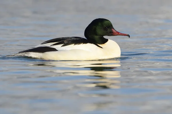 Merganser comum — Fotografia de Stock