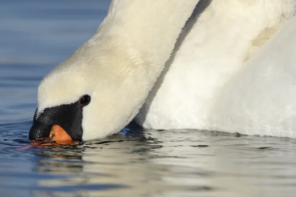 Mute swan — Stock Photo, Image