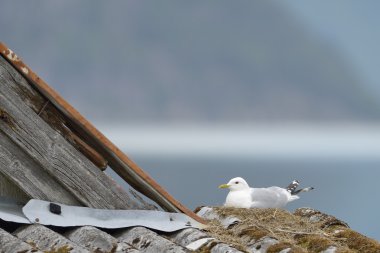 Common Gull nesting clipart