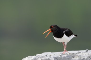 Oystercatcher screaming clipart