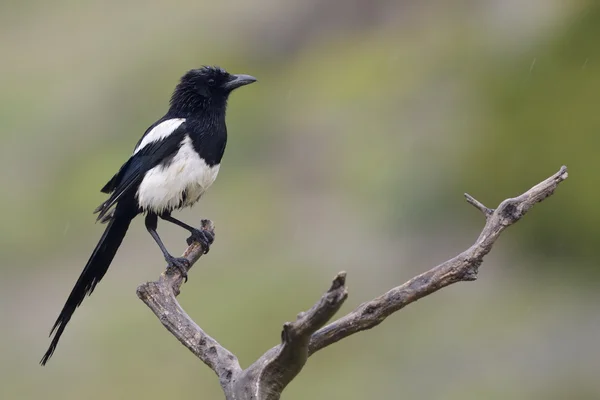 Magpie on branch — Stock Photo, Image