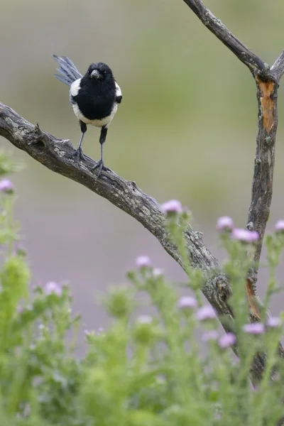 Magpie on branch — Stock Photo, Image