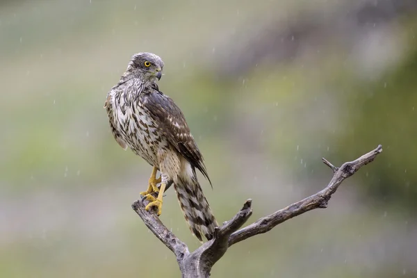 Goshawk — Stock fotografie