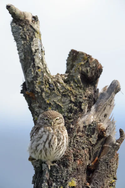 Steinkauz — Stockfoto