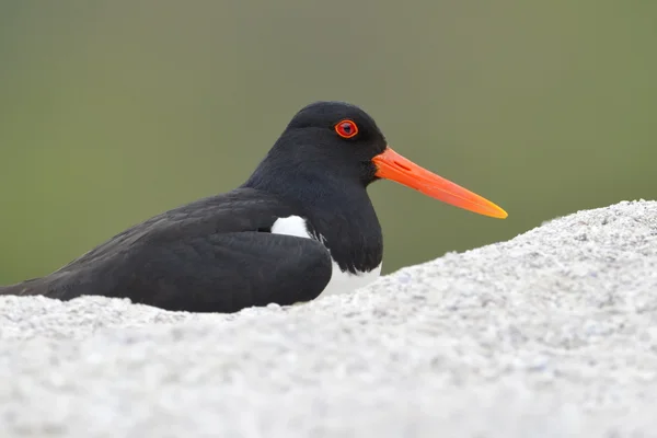 Oystercatcher na gniazdo — Zdjęcie stockowe