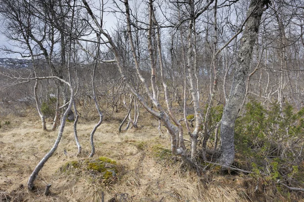 Birch forest — Stock Photo, Image