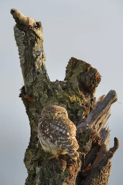 Kleine Eule auf Ast — Stockfoto