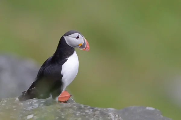 Atlantische papegaaiduiker op klif — Stockfoto