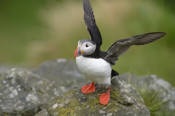 Puffin Atlântico em penhasco — Fotografia de Stock