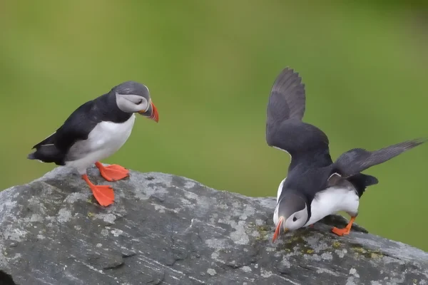 Atlantische papegaaiduiker op klif — Stockfoto