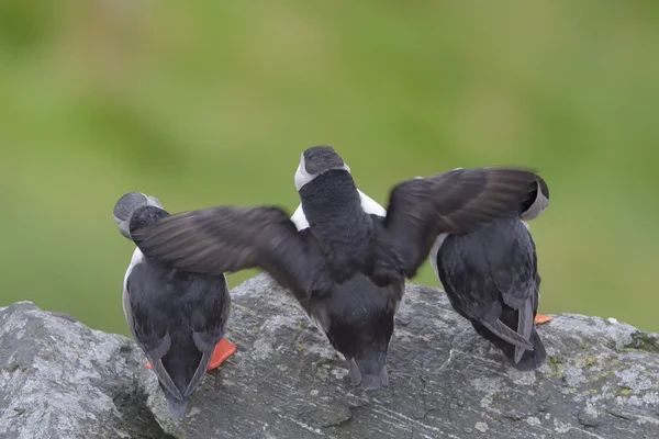 Atlantische papegaaiduiker op klif — Stockfoto