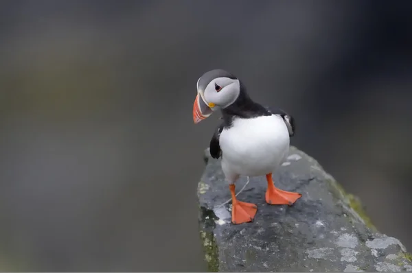 Atlantic Puffin on cliff — Stock Photo, Image