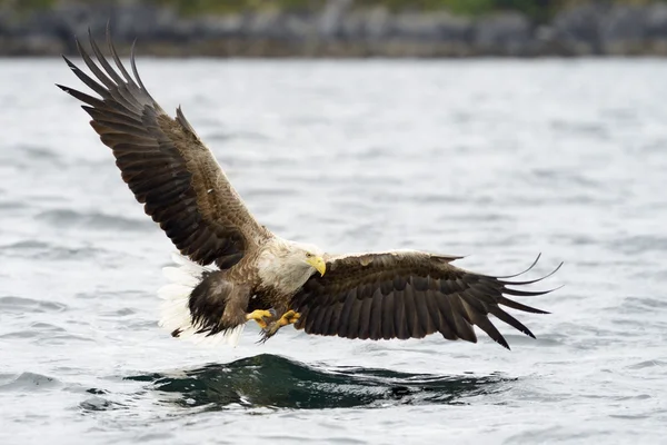 White-tailed Eagle catching fish — Stock Photo, Image