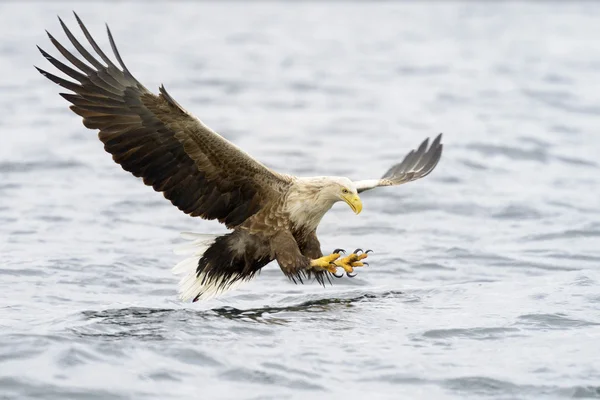 Aigle à queue blanche attrapant des poissons — Photo