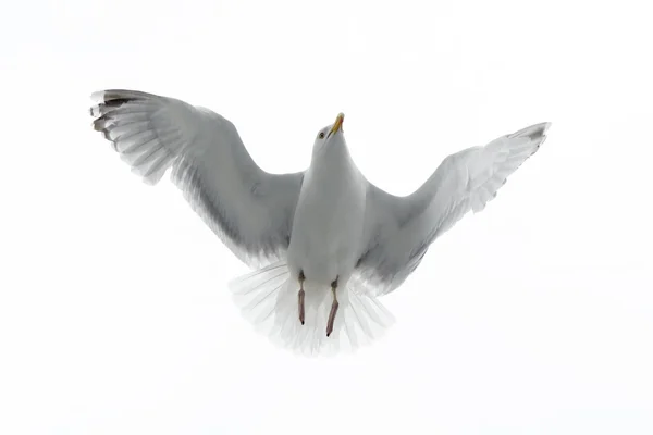 Herring gull against white sky — Stock Photo, Image