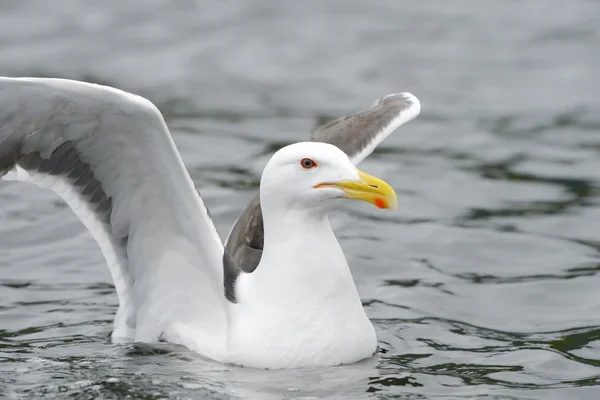 Mindre svart-backed gull — Stockfoto