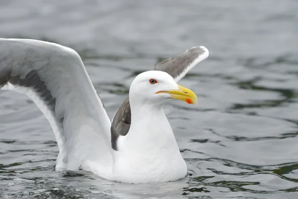 Mindere mantelmeeuw — Stockfoto