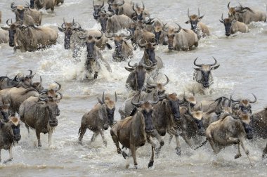 Wildebeest migration clipart