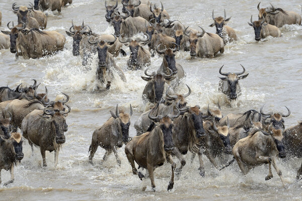 Wildebeest migration